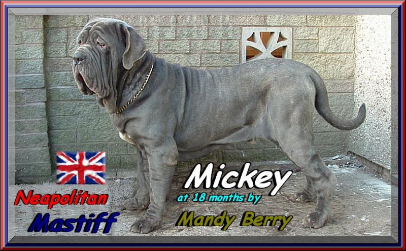 Mickey by Mandy Berry