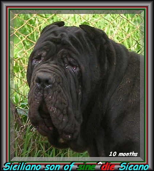 Siciliano son of sine^die Sicano 10 months testa