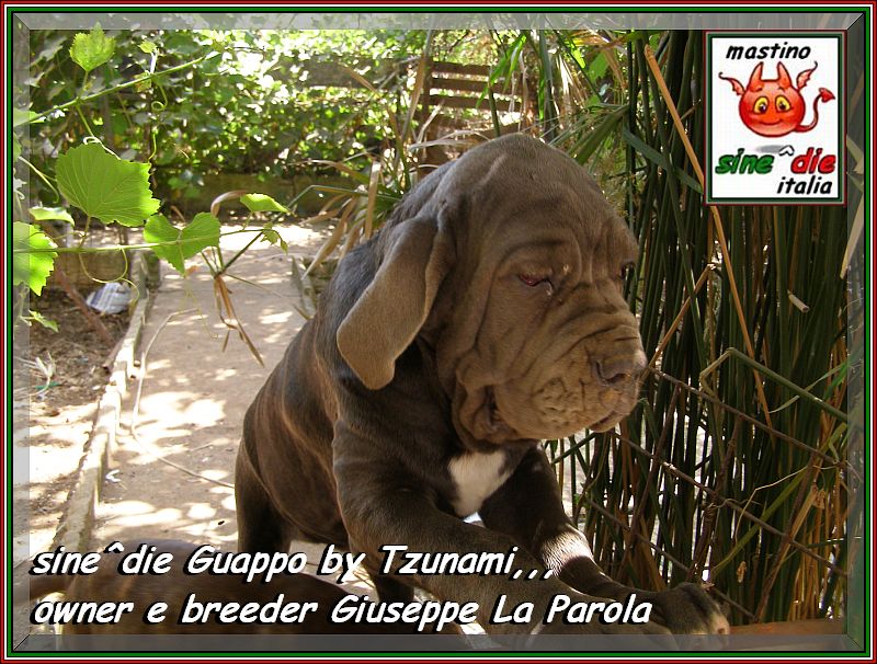 sine^die Guappo by Tzunami,,,,
