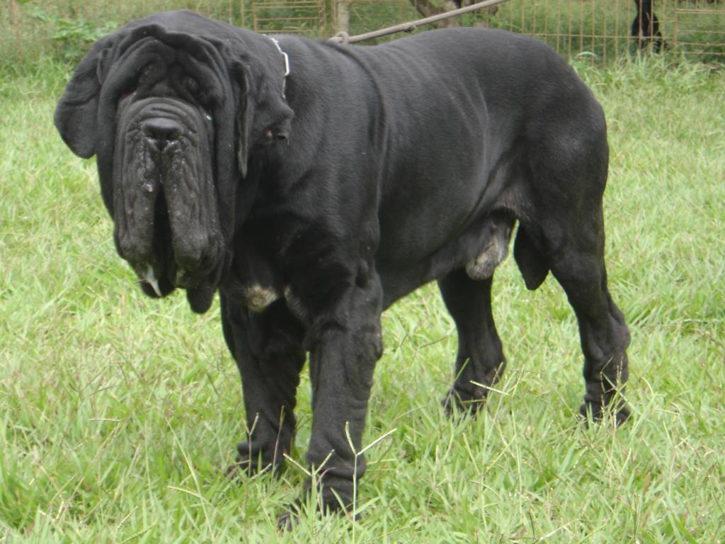 ovidio