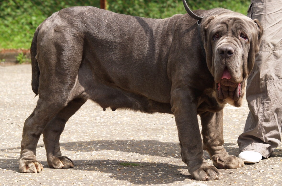 dogs 20 5 2007 149