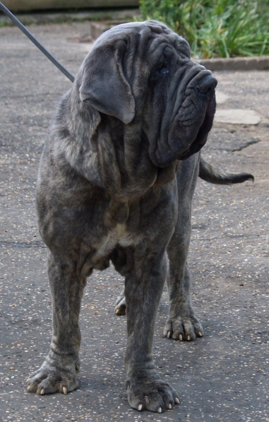 dogs 20 5 2007 049