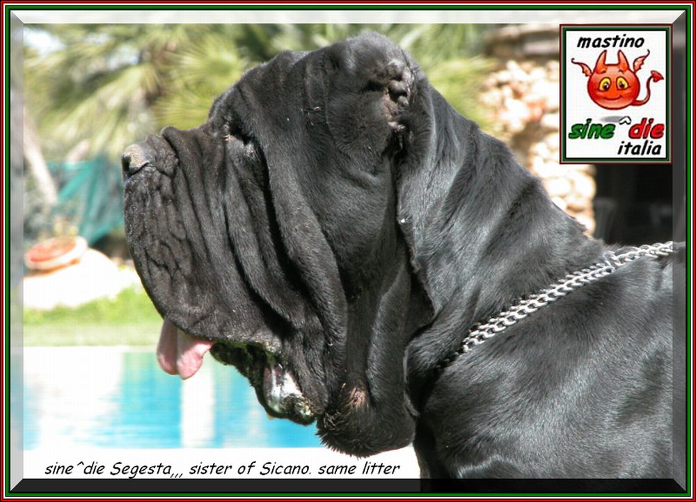 sine^die Segesta,,, sister of Sicano. same litter 1000 pixel