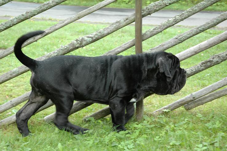 tyson