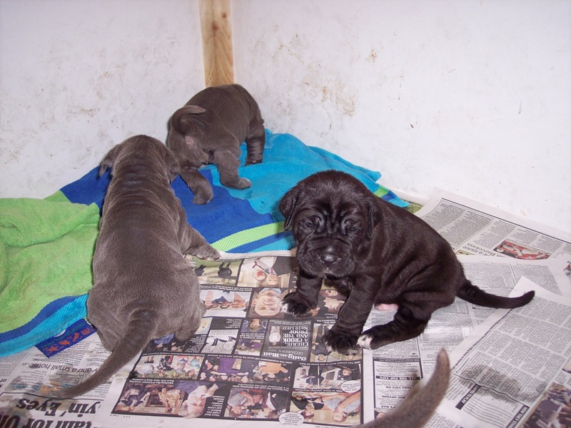 Allegra pups 12 06  2007 007