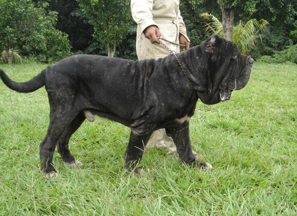 espartaco del saratoga2