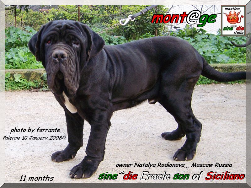 sine^die Eracle son of Siciliano,,, breeder Giuseppe La Parola,,, owner Natalya Rodionova,,, Moscow
