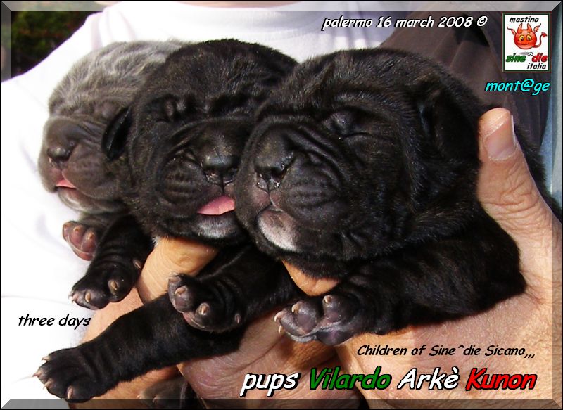 Pup of Sine^die Sicano breeder Arke Kunon,,,,,,