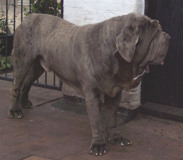 dogs 26 5 2007 146