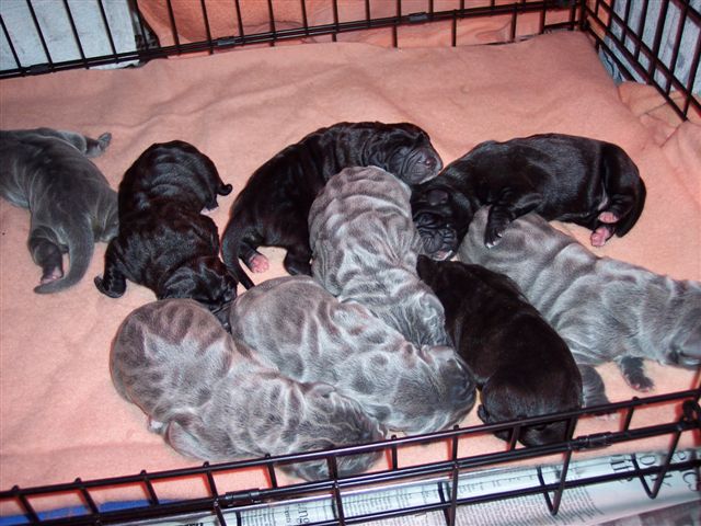 Allegra puppies 15 5 2007 005