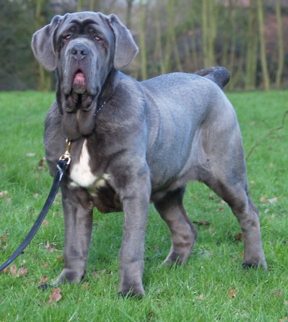 dogs 28 01 2007 016
