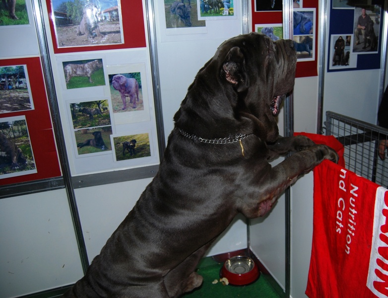Hamis at Discover Dogs 2009 14 11 2009 047