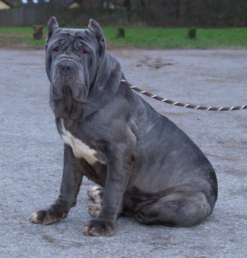 dogs 28 01 2007 088