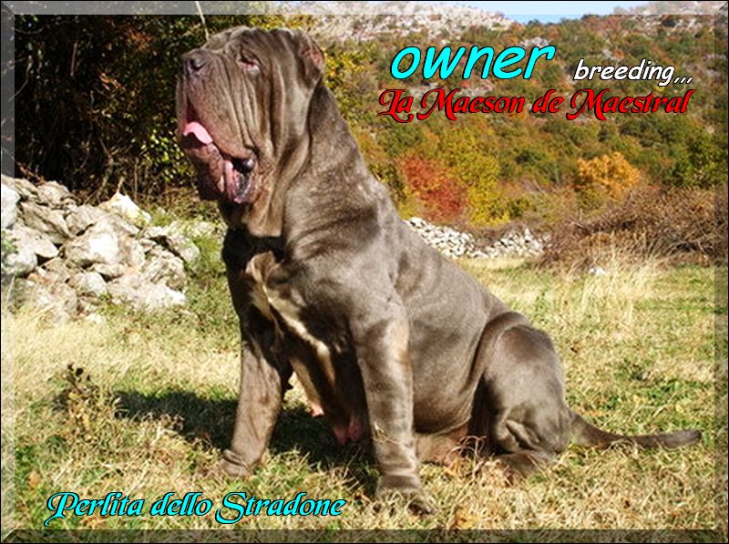 Perlita dello Stradone,,, owner breeding La Maeson de Maestral,,