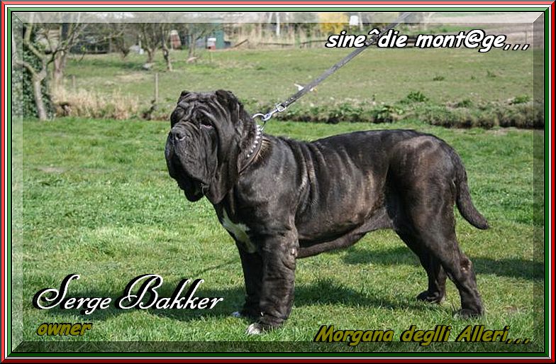 Morgana degli alleri,,, owner Serge Bakker,,,,jpg