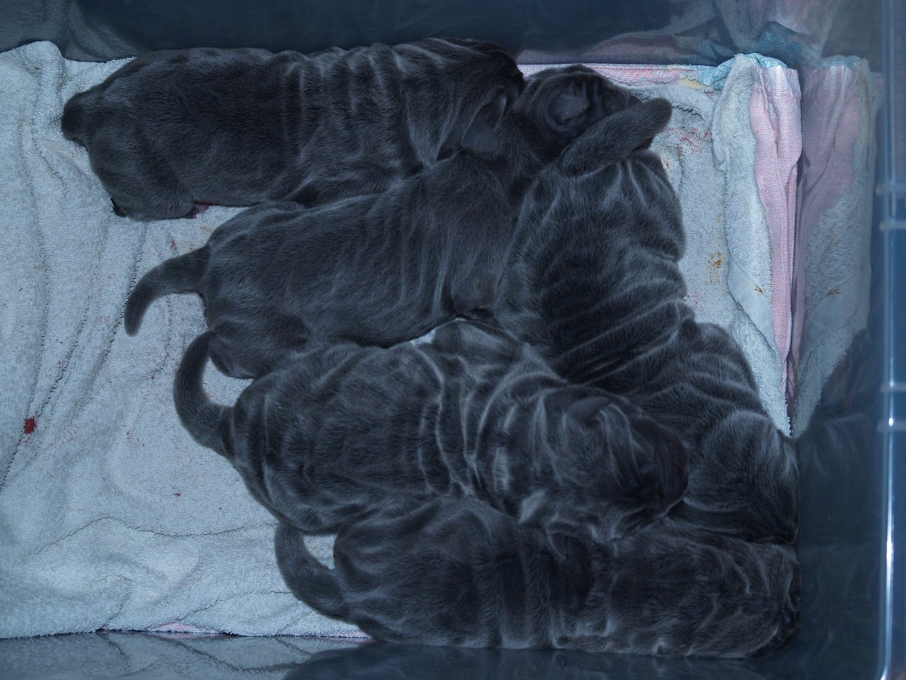 Lunas pups  20 04 2007 003