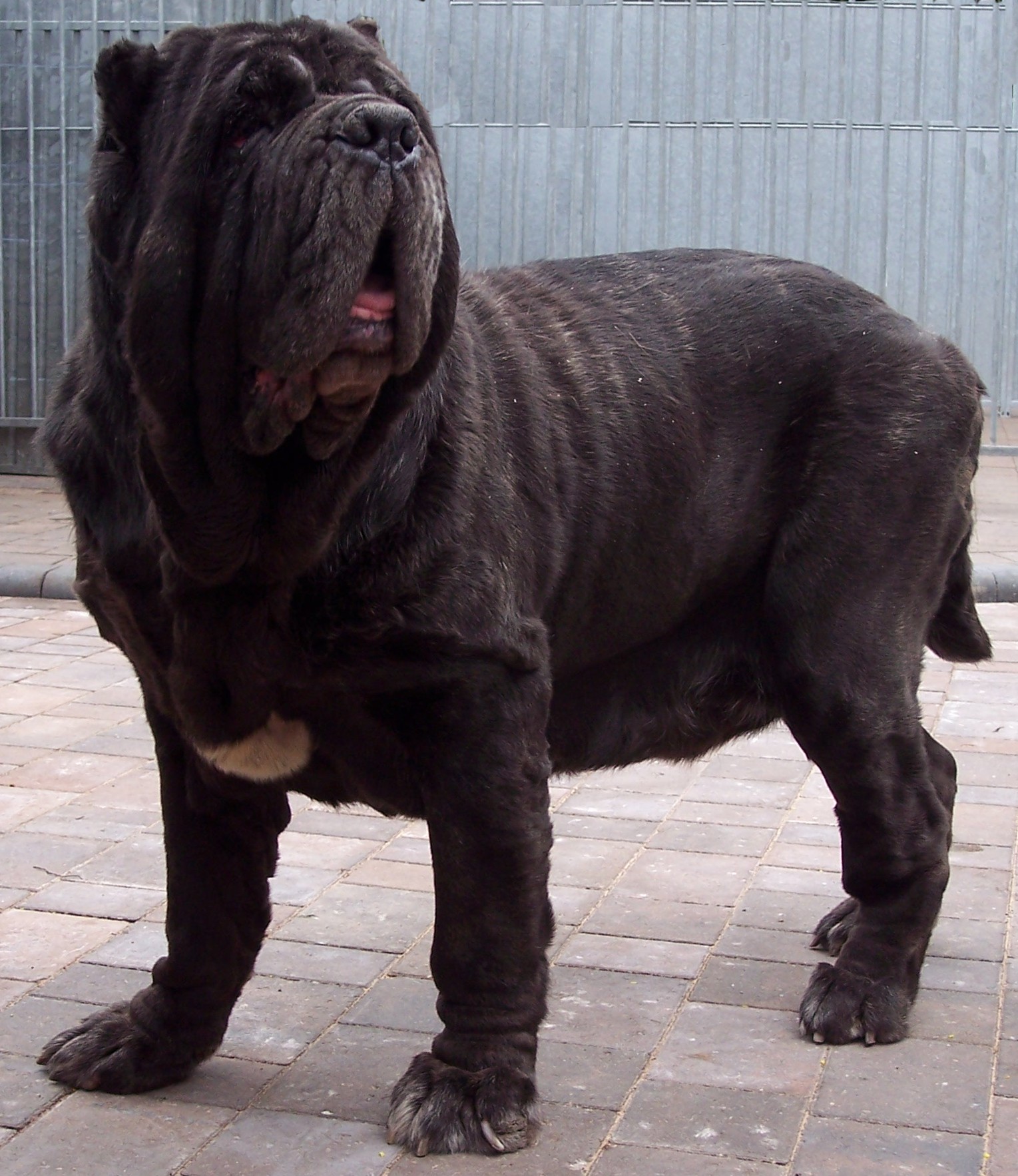 Unica Del Bengasche of Rayvonley.aa.jpg