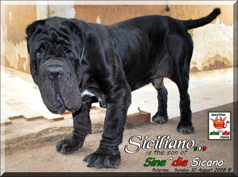 Siciliano by Sine^die 10 August 2008