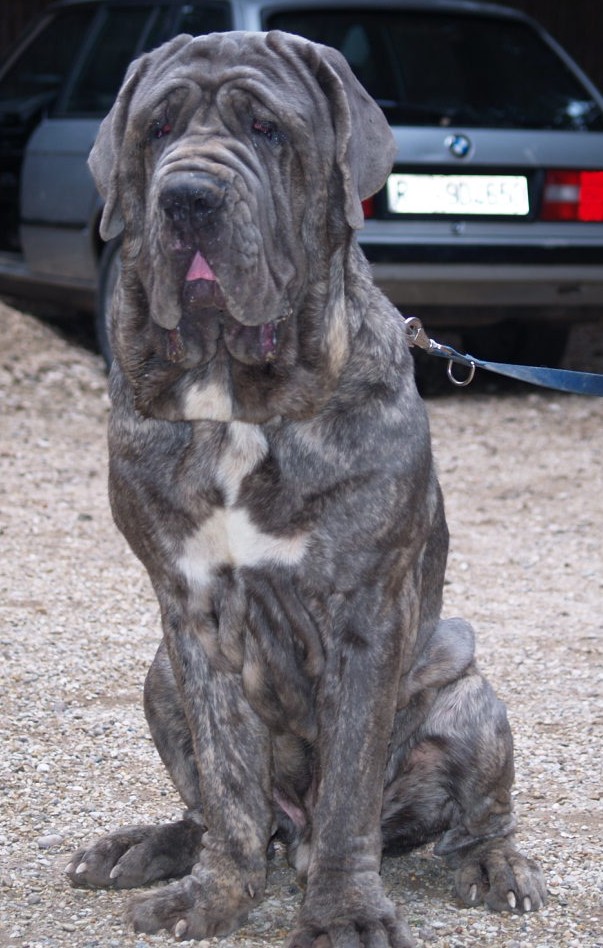 Kshatriya Del Bengasche of Rayvonley age 11 months(4)