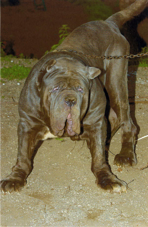 goliath2