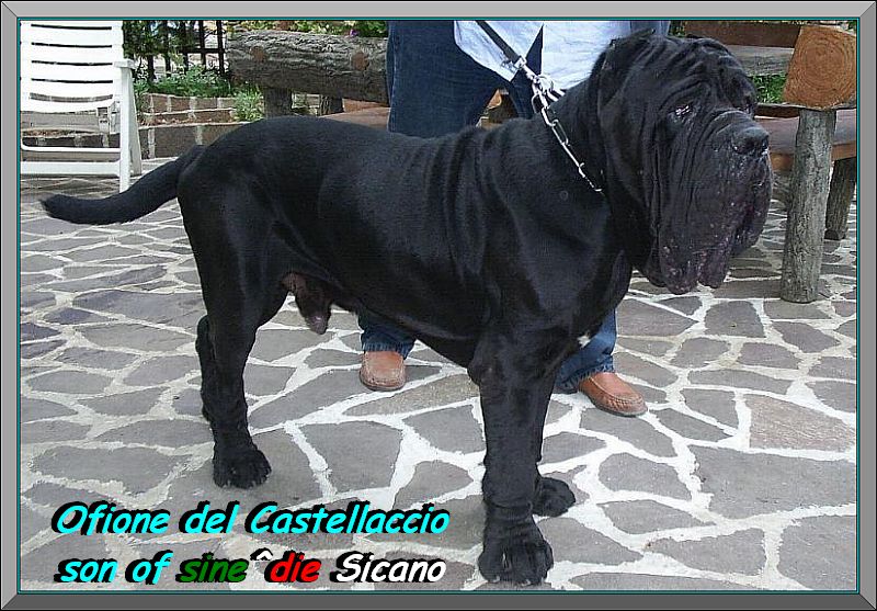 Ofione del castellaccio ,,, son of sine^die Sicano 800 pixel