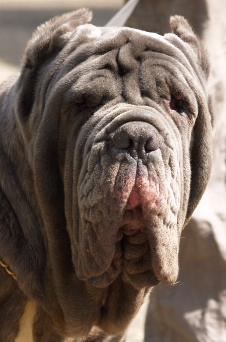 dogs 20 5 2007 085