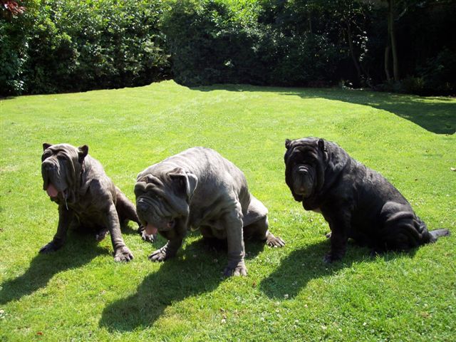 dogs 24 06 2006.a 021