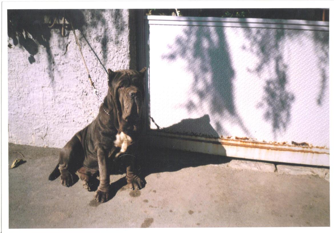 Sara - Ch Italiana- by  Di Micco Salvatore