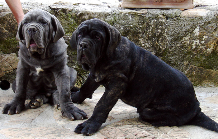 puppies3