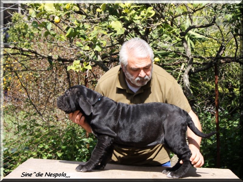 figlia di Siciliano X Sasa 78 days...
