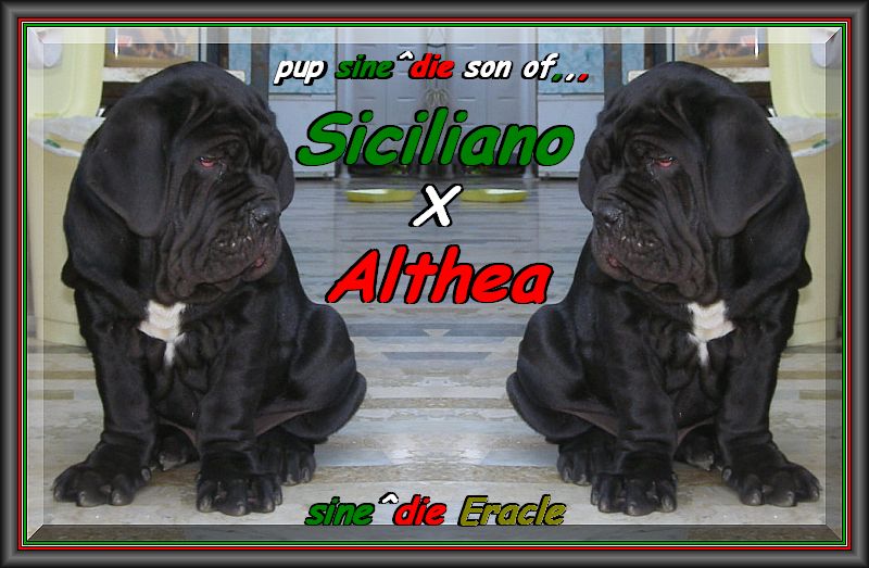 sine^die Eracle,,, son of Siciliano x Althea by sine^die,,, double,,,