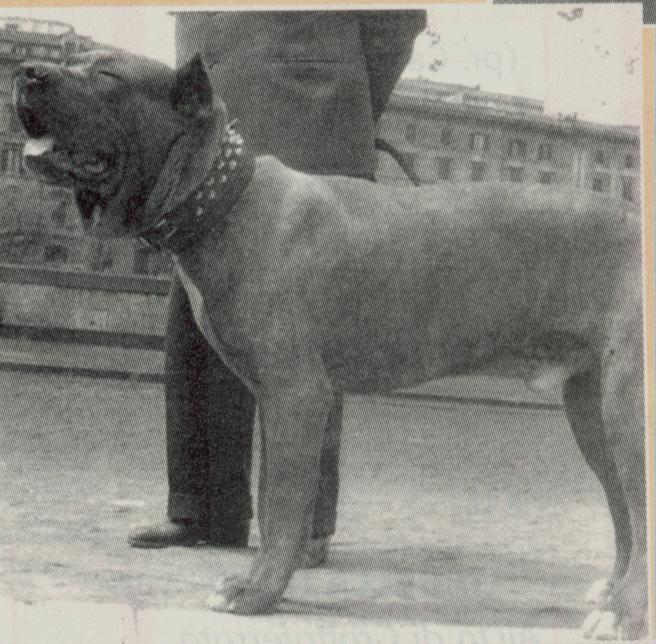 ovidio1