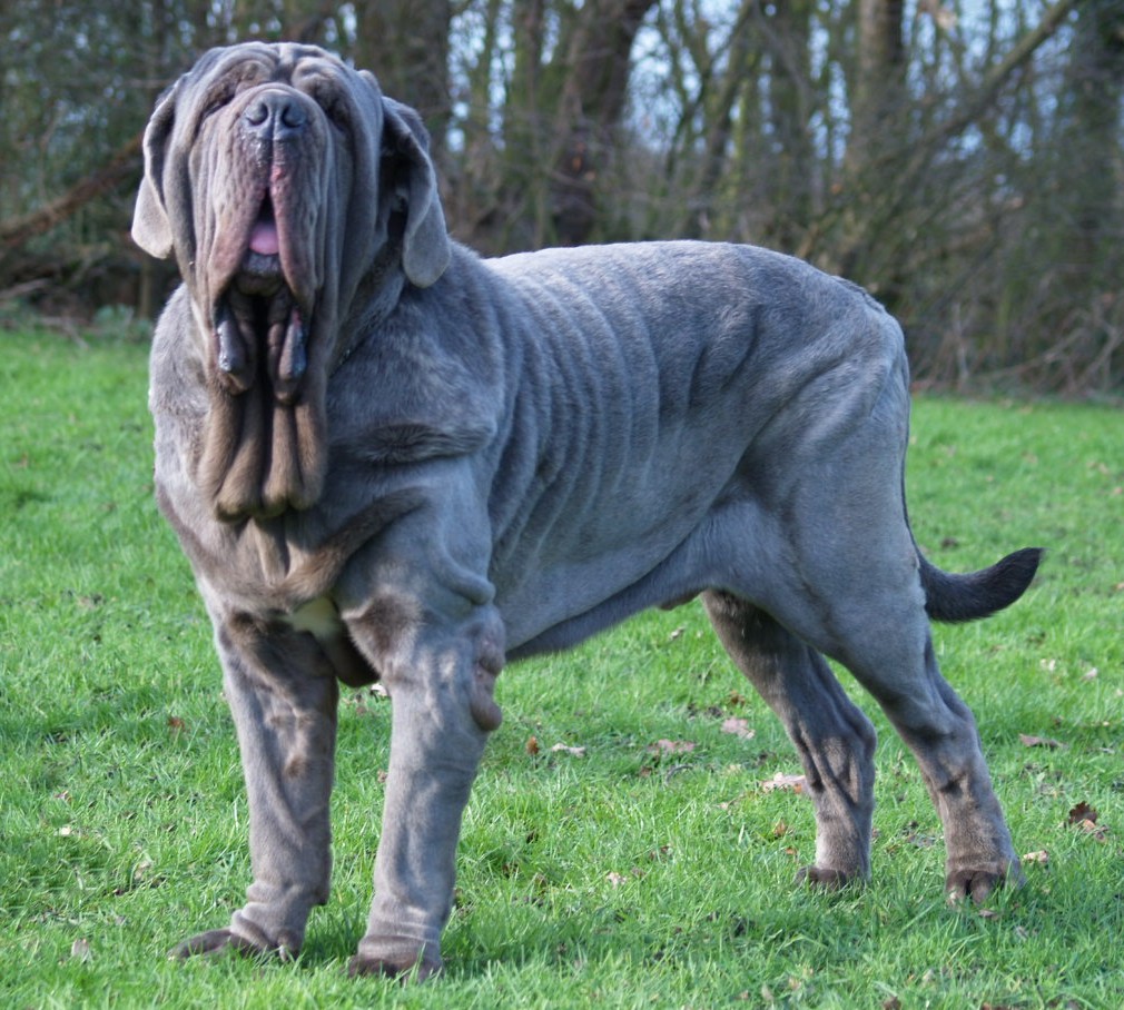 dogs 28 01 2007 045