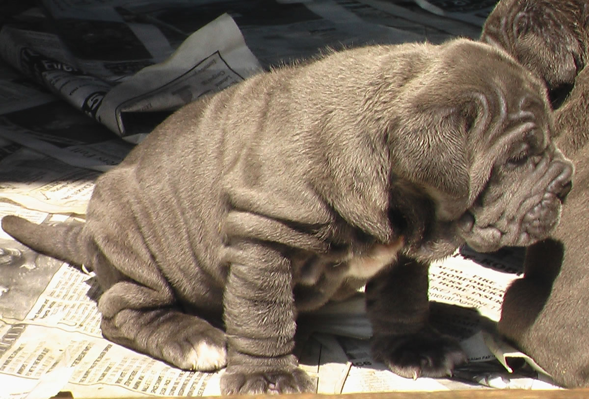 pup