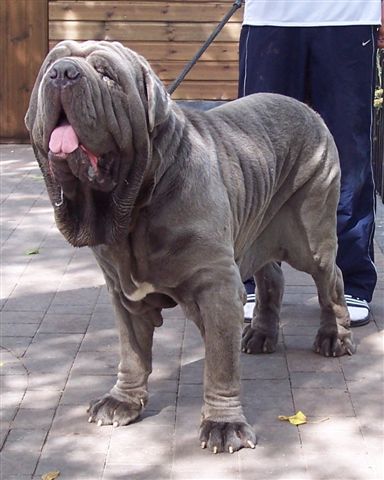 Dogs 29 07 2006.aa 139