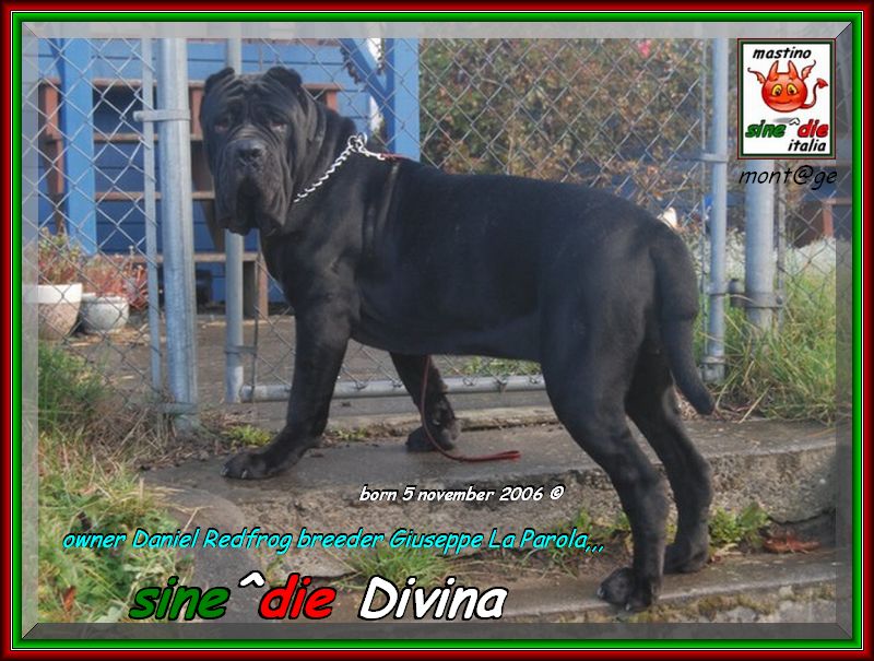 sine^die Divina buon compleanno