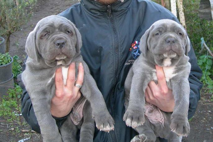 Messicano4 and Giuliano 50 days