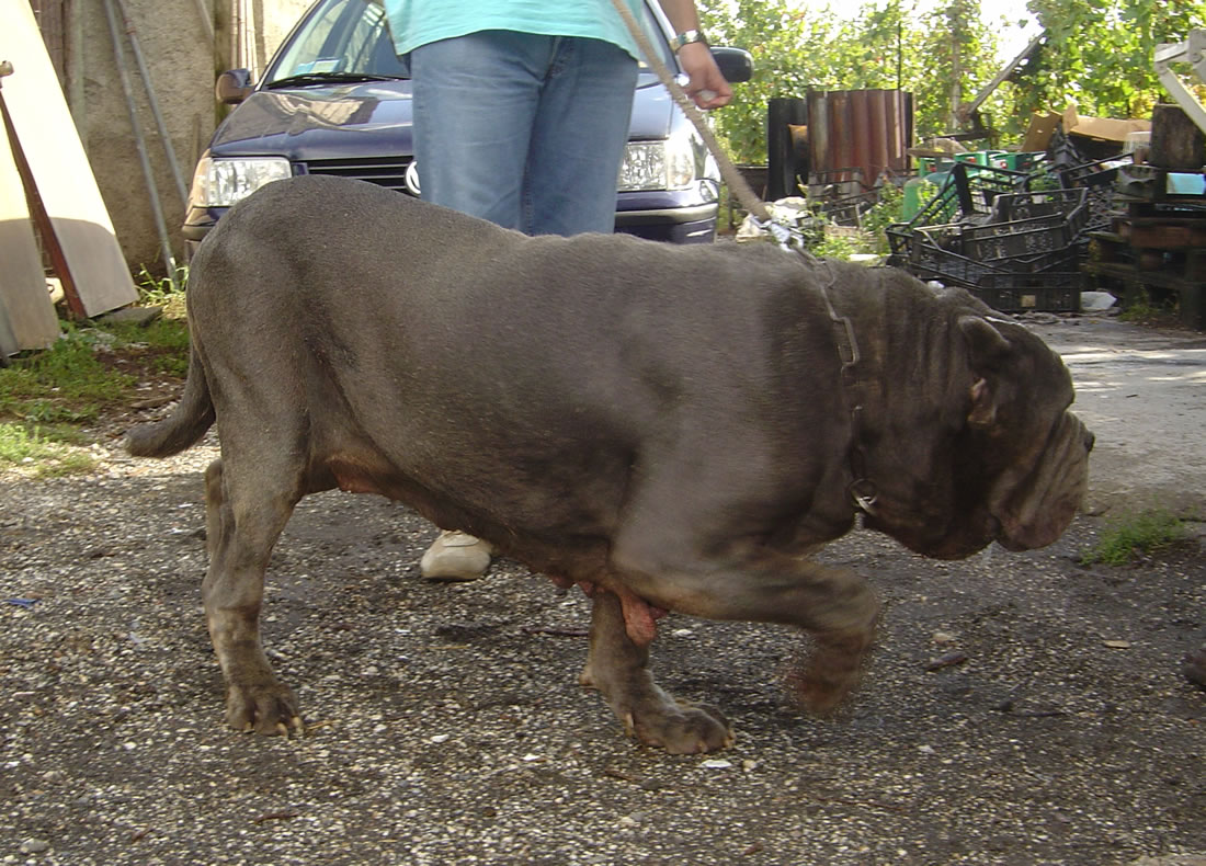 zaccarro