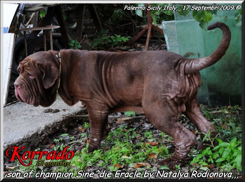 Korrado owner breeding Sine^die
