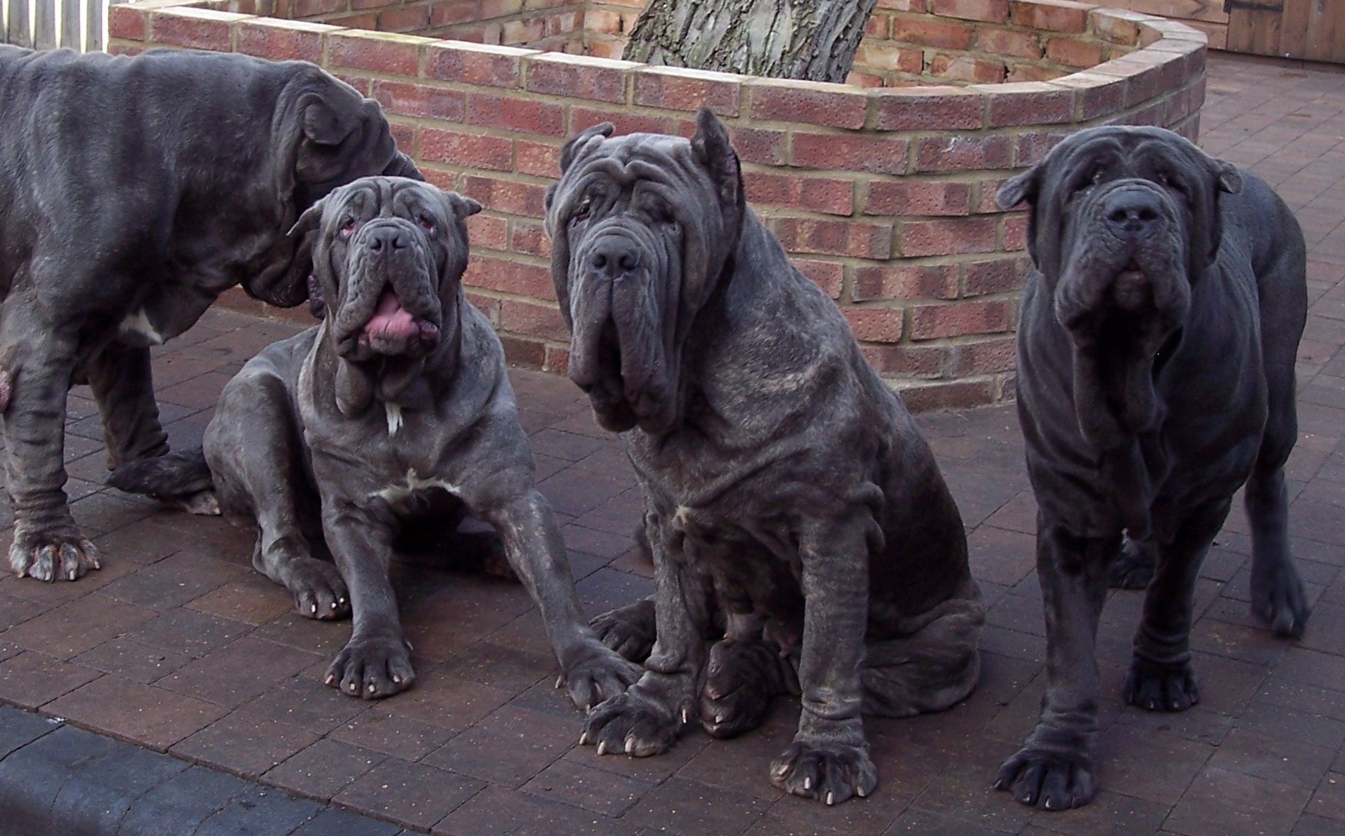 dogs 26 01 2007 001