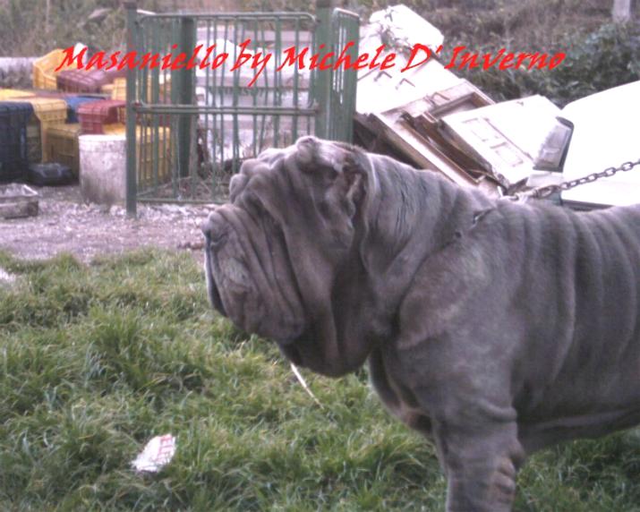 Masaniello d Acerra by Michele d Inverno-2