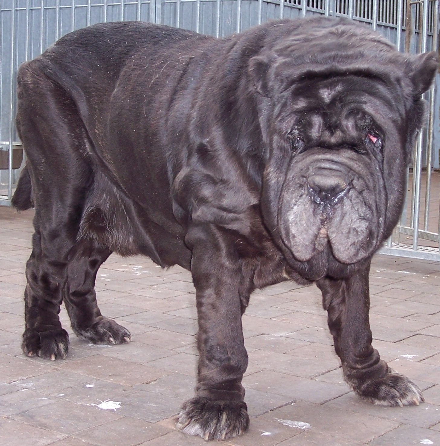 Unica Del Bengasche of Rayvonley.bb.jpg