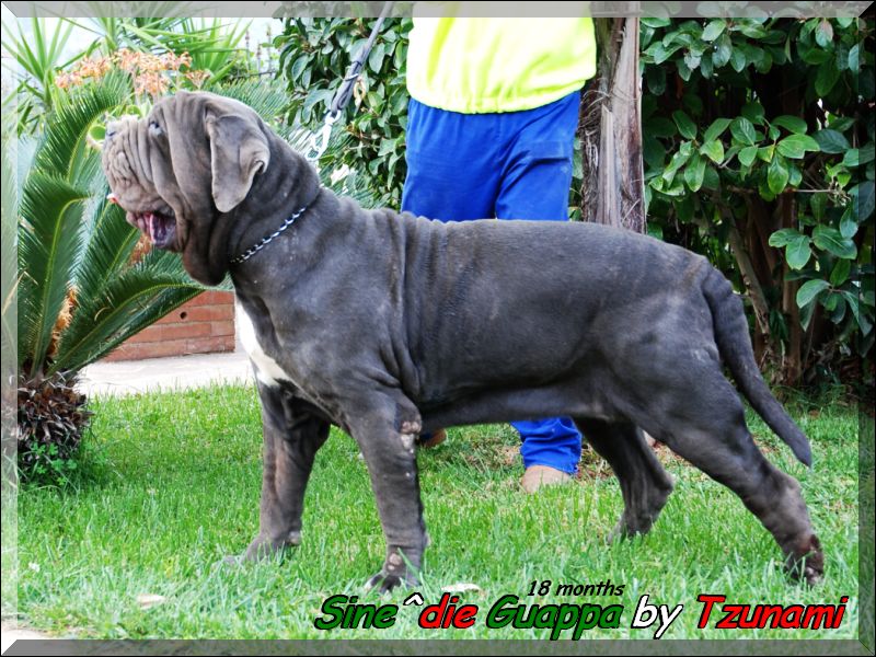 Sine^die Guappa by Tzunami,,, 18 months,