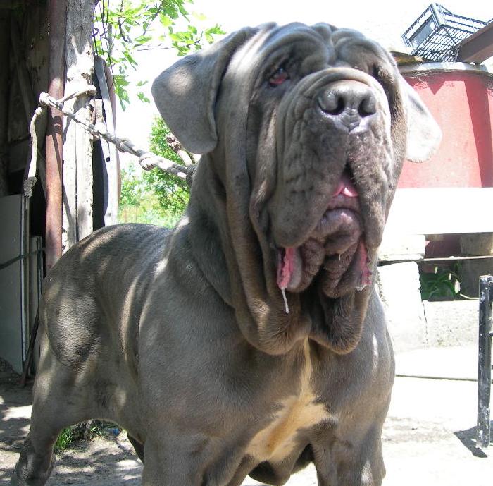 NANA' Of Acerra