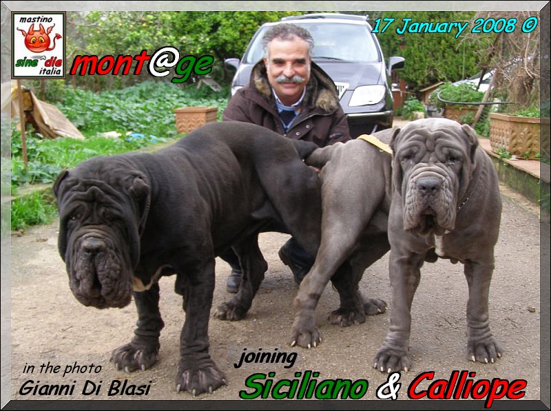 joining,,, Siciliano by Sine^die x Calliope del Castellaccio,,, 17 gennaio 2008,,