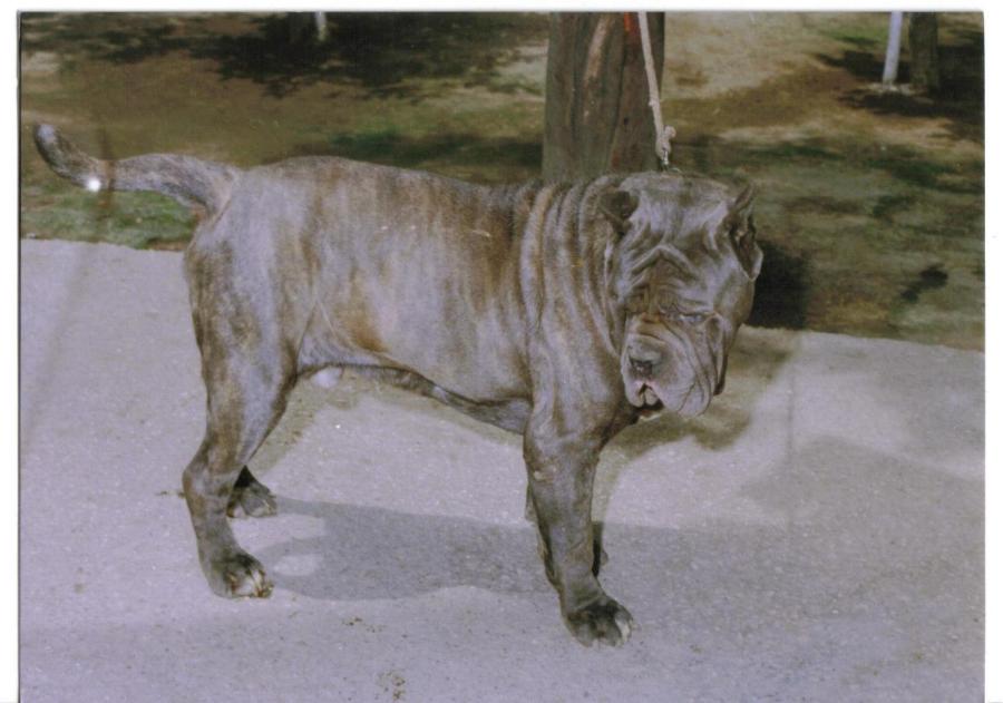 Figlio Hatrim della Grotta Azzurra - fratello Sansone Miranda O' Baffone