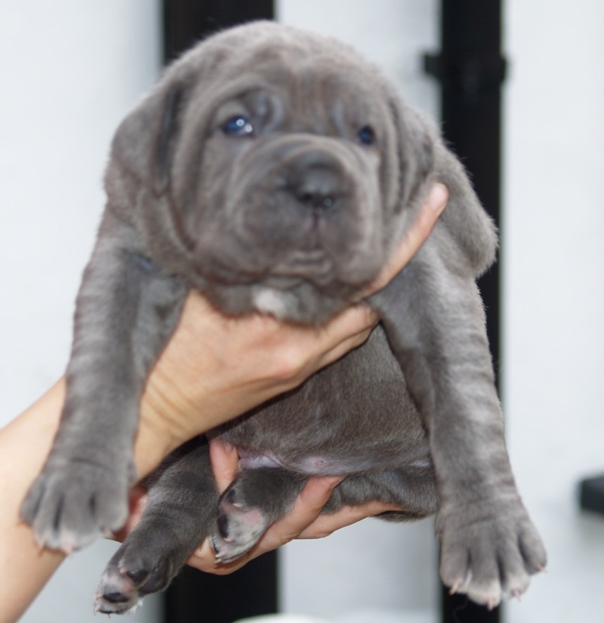 Luna and Veleno pups 13 5 2007 022