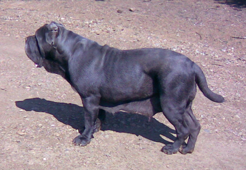 marchesina1