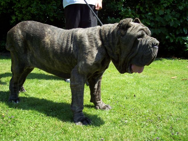 dogs 24 06 2006.a 032