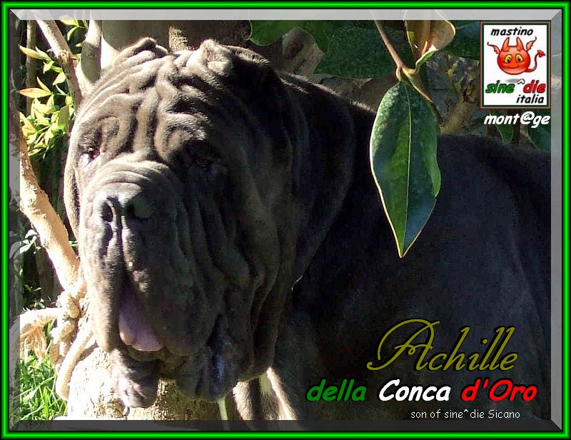Achille il RE della Concadoro xox 800 pixel